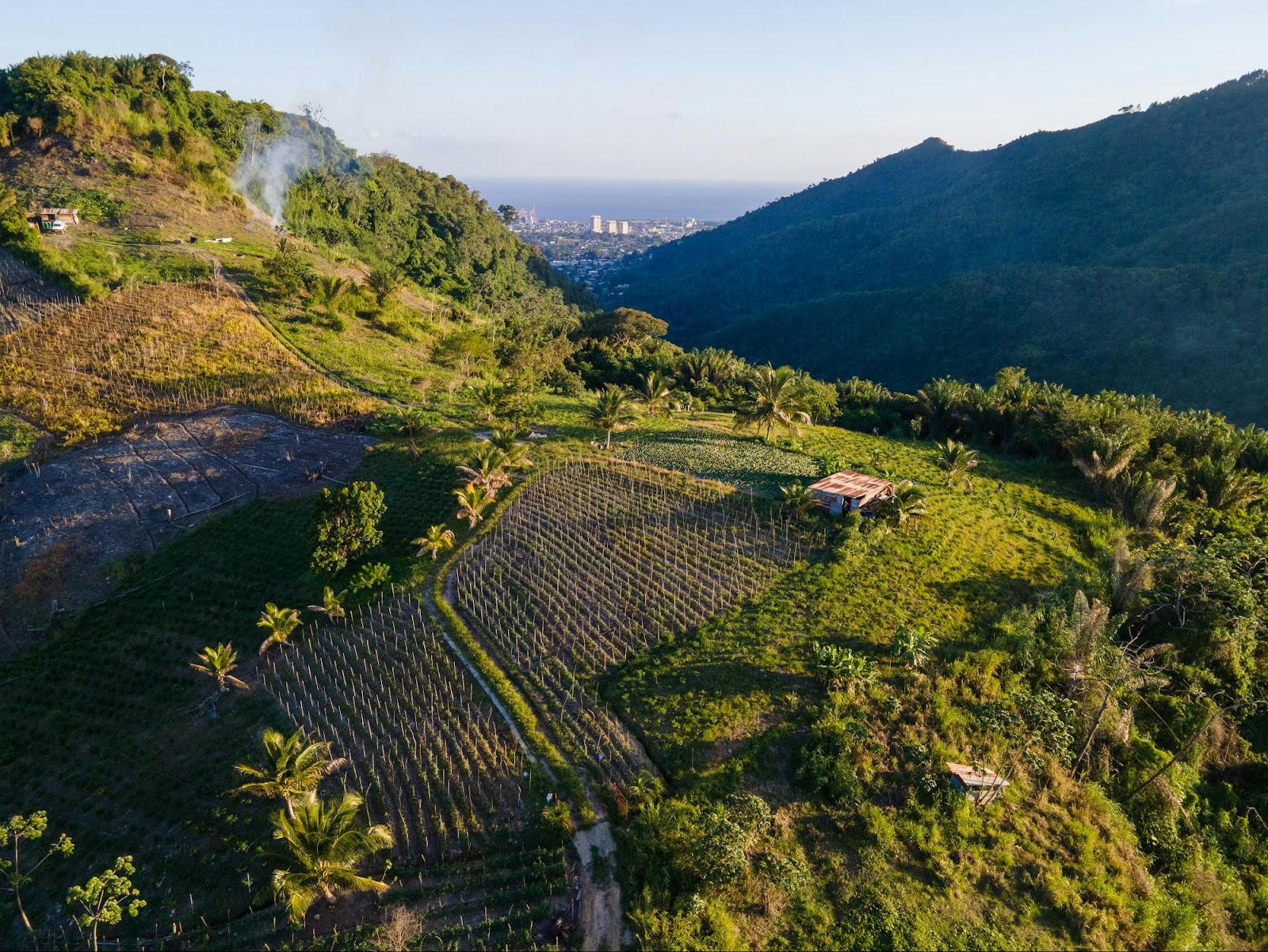 Vineyard