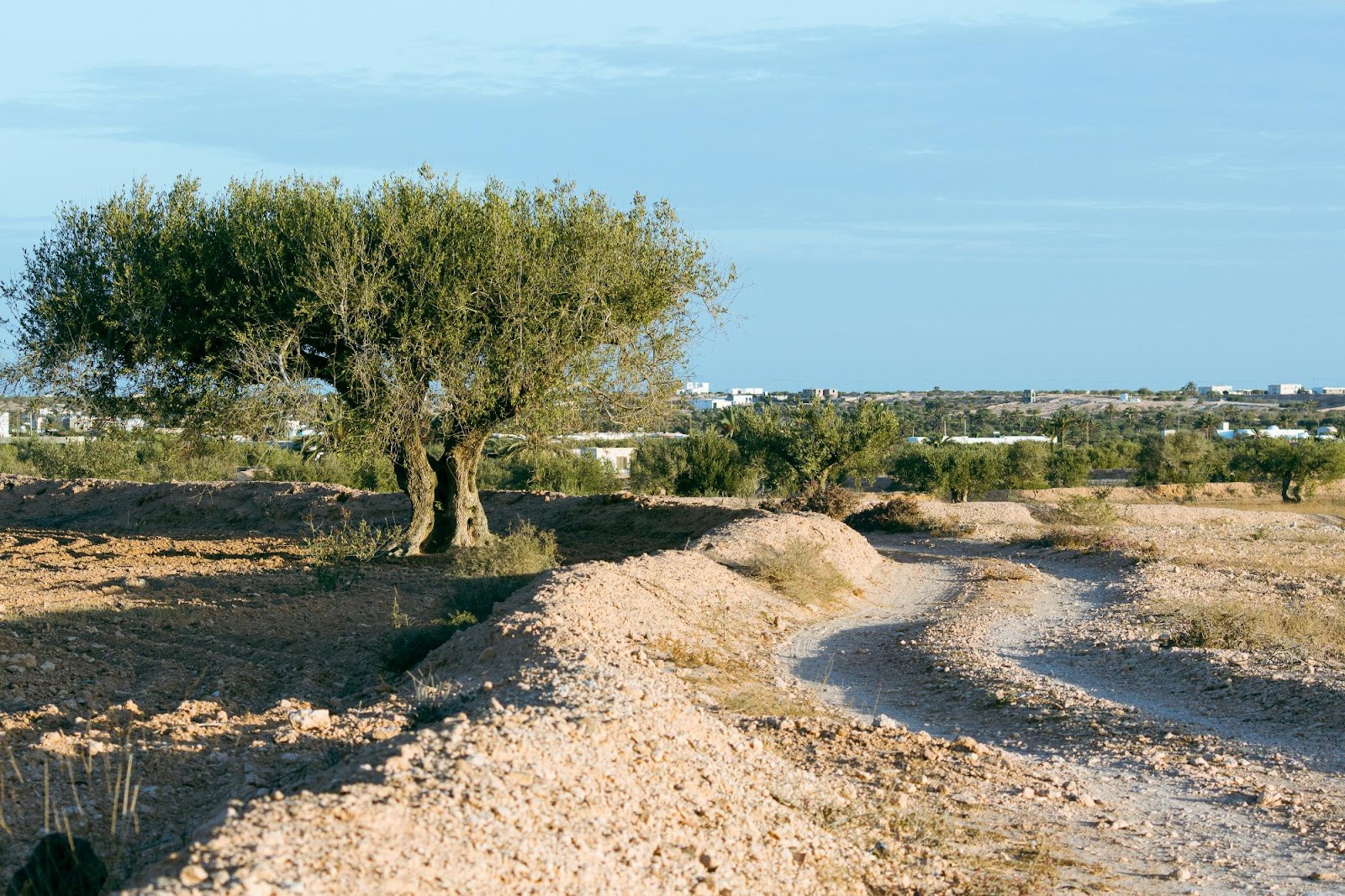 Olive Tree